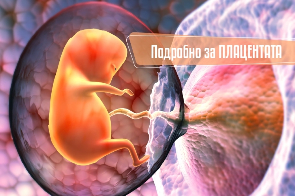 Подробно за плацентата - Кенгуру